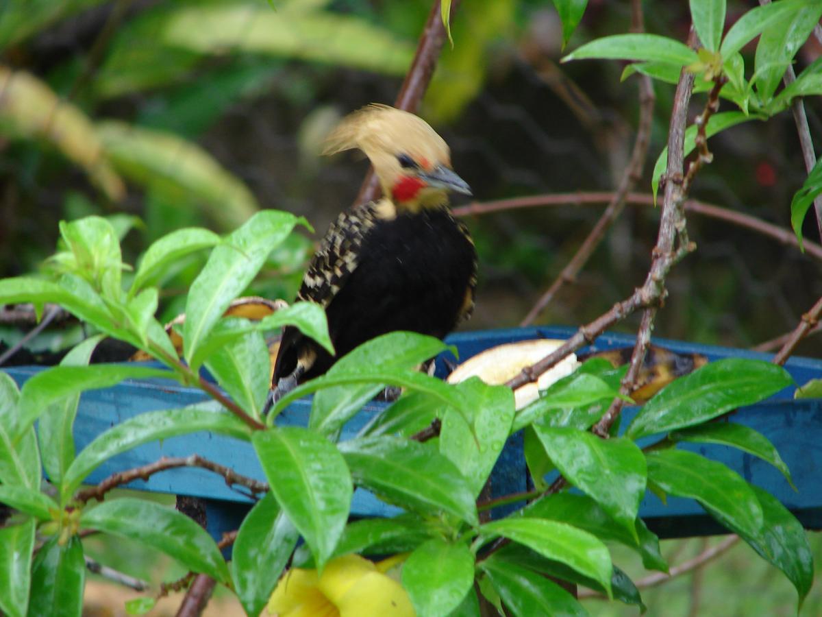 Junglez Eco Hostel Guarau エクステリア 写真