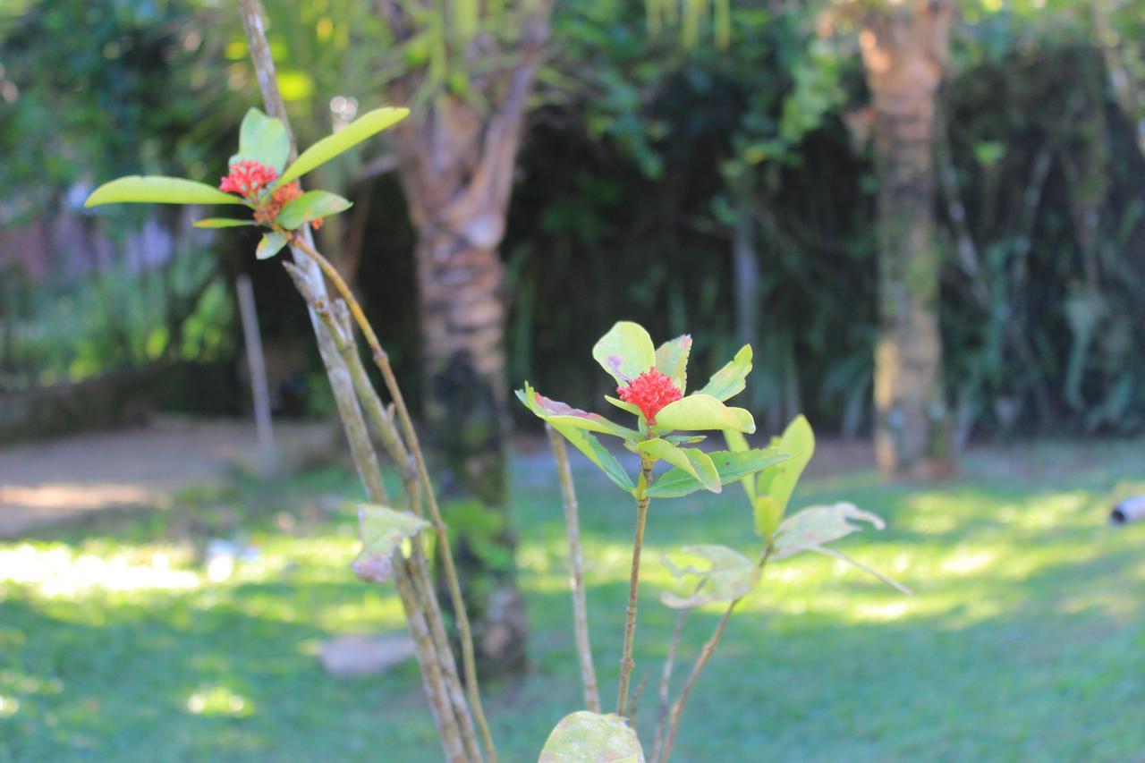 Junglez Eco Hostel Guarau エクステリア 写真