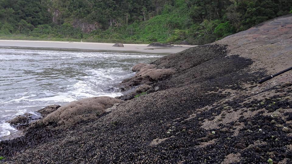 Junglez Eco Hostel Guarau エクステリア 写真